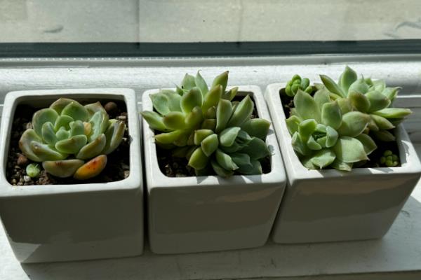 肉肉植物怎么养殖，春季换盆时要修剪根系