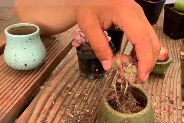 肉肉植物怎么养殖，春季换盆时要修剪根系