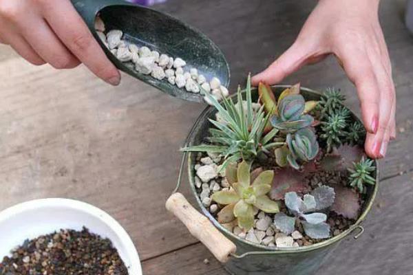 肉肉植物怎么养殖，春季换盆时要修剪根系