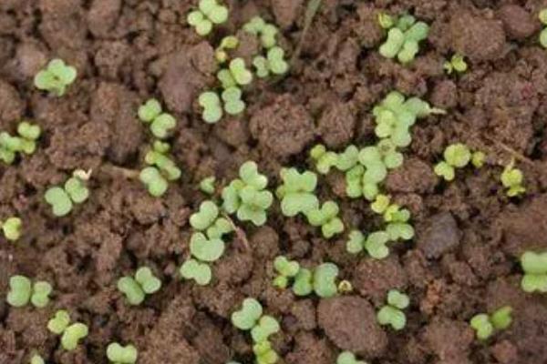播种小白菜要不要盖土，覆盖土壤可避免种子被雨水冲刷