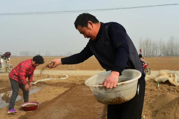 播种小白菜要不要盖土，覆盖土壤可避免种子被雨水冲刷