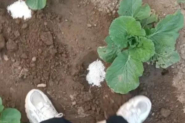 播种小白菜要不要盖土，覆盖土壤可避免种子被雨水冲刷