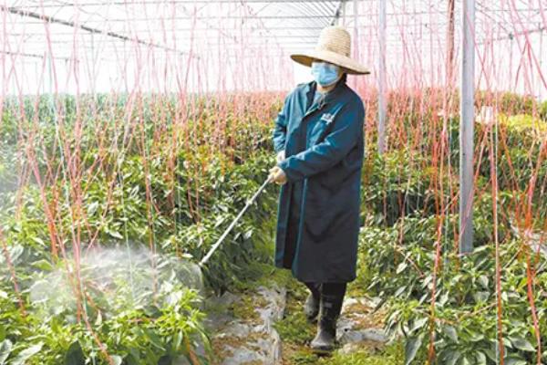 青椒亩产多少斤，亩产2000-4000斤