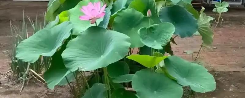 家里养荷花是不吉利的吗，风水上来说是不吉利