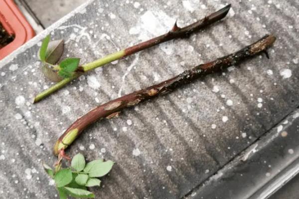 月季插条生根的方法，先将插条放在生根水中浸泡10多分钟