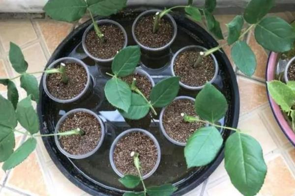 月季插条生根的方法，先将插条放在生根水中浸泡10多分钟