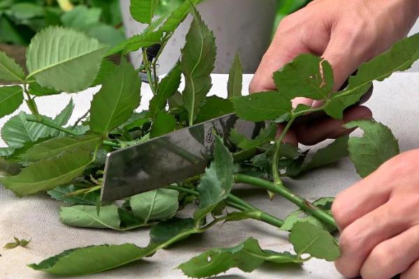 月季插条生根的方法，先将插条放在生根水中浸泡10多分钟