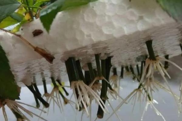 月季插条生根的方法，先将插条放在生根水中浸泡10多分钟