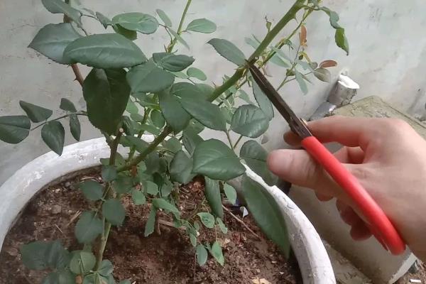怎么给月季修剪过高的枝条，打顶修剪把枝条剪到适宜高度即可