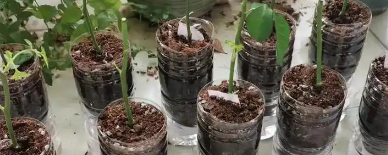 月季插条生根的方法，先将插条放在生根水中浸泡10多分钟