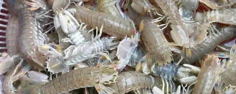 淡水虾和海水虾的区别，生存环境、大小、外壳等方面均不同