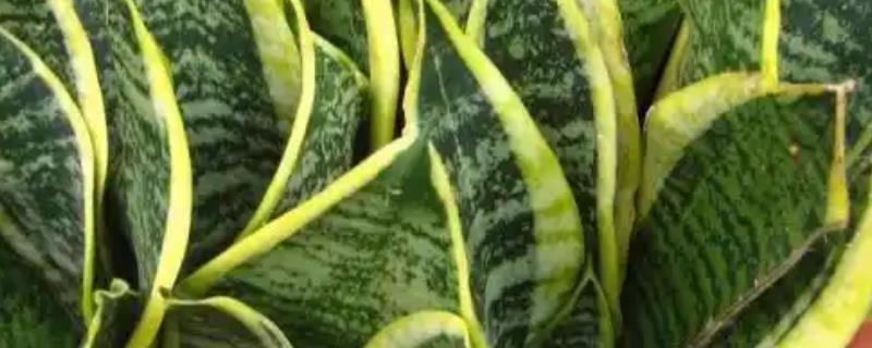 虎皮兰怎么浇水，不同季节的浇水方法不同