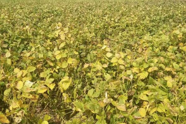 河南有什么大豆品种，以湘春豆26号、许豆3号等品种为主