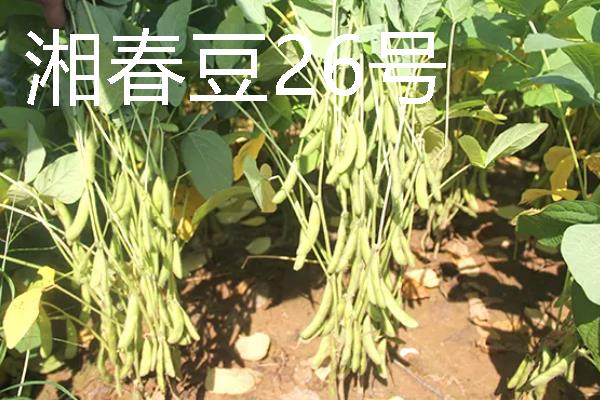 河南有什么大豆品种，以湘春豆26号、许豆3号等品种为主