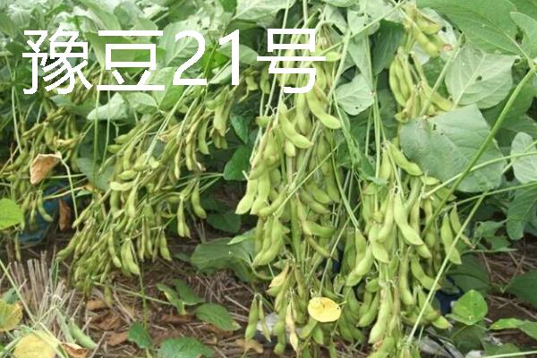 河南有什么大豆品种，以湘春豆26号、许豆3号等品种为主