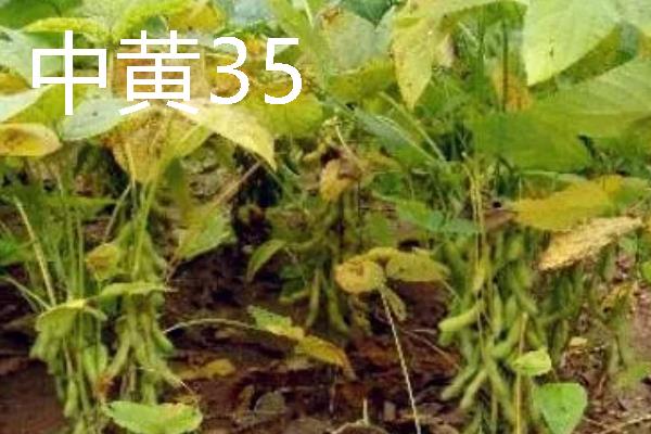 河南有什么大豆品种，以湘春豆26号、许豆3号等品种为主