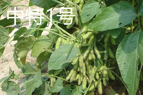 河南有什么大豆品种，以湘春豆26号、许豆3号等品种为主