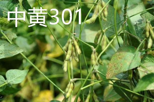 河南有什么大豆品种，以湘春豆26号、许豆3号等品种为主