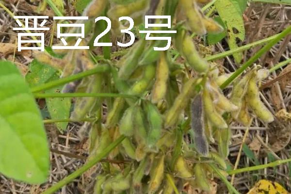 河南有什么大豆品种，以湘春豆26号、许豆3号等品种为主
