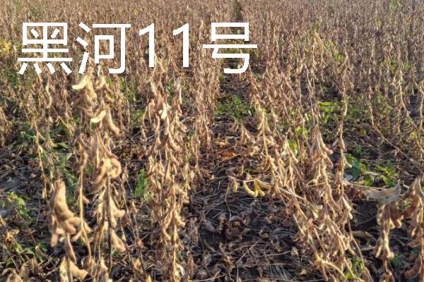 河南有什么大豆品种，以湘春豆26号、许豆3号等品种为主