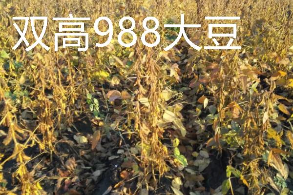 河南有什么大豆品种，以湘春豆26号、许豆3号等品种为主