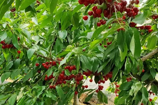 齐早樱桃有何特点，平均果重12克
