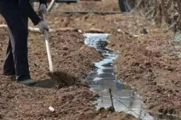 沼液肥能不能替代化肥，通常取决于种植的作物类型