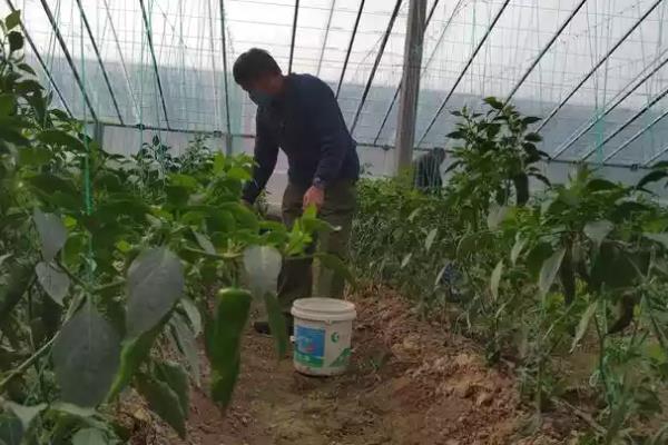 沼液肥能不能替代化肥，通常取决于种植的作物类型