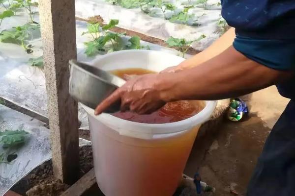 沼液肥能不能替代化肥，通常取决于种植的作物类型