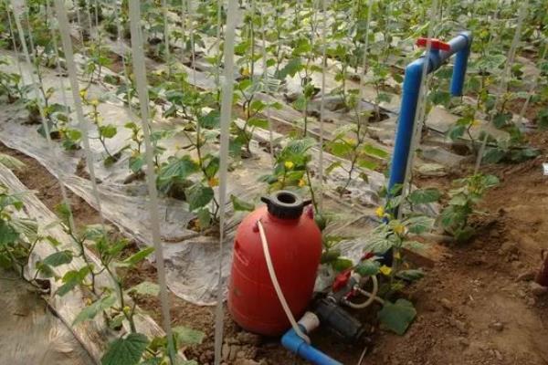 沼液肥能不能替代化肥，通常取决于种植的作物类型