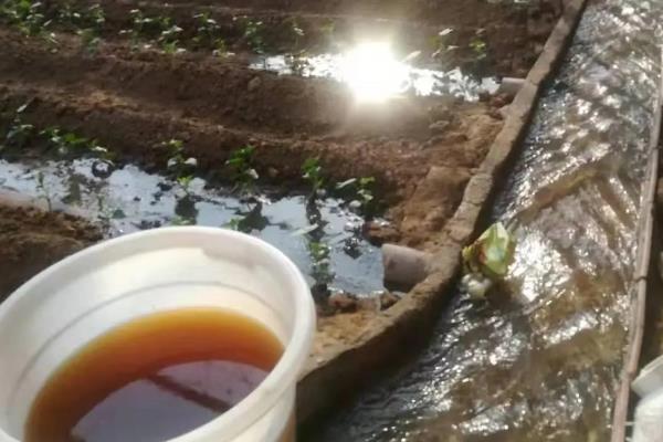 沼液肥能不能替代化肥，通常取决于种植的作物类型