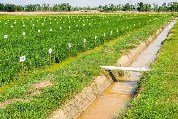 沼液肥能不能替代化肥，通常取决于种植的作物类型