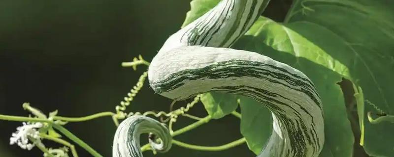蛇豆的收获时间，花朵枯萎后经过10-15天就可以采收