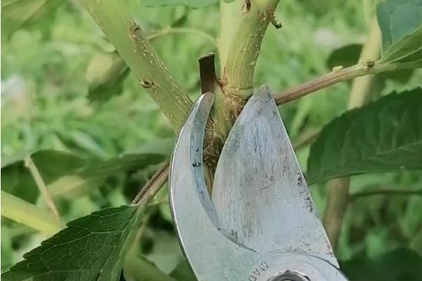 樱桃树病害防治的对应农药，防治性穿孔病可用石硫合剂等