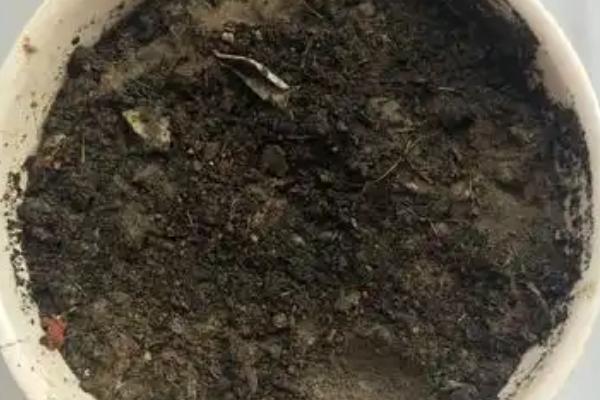 茉莉的播种时间，春季播种可提高成活率
