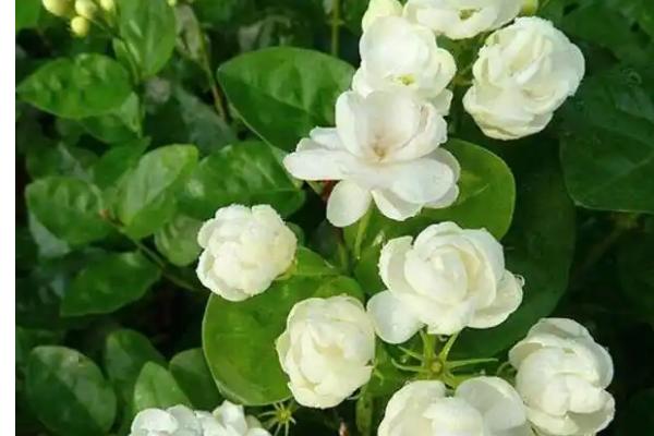 茉莉的播种时间，春季播种可提高成活率