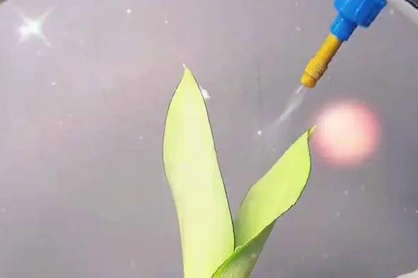 虎皮兰怎么浇水，不同季节的浇水方法不同