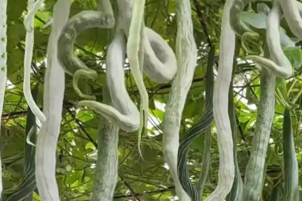 蛇豆的收获时间，花朵枯萎后经过10-15天就可以采收