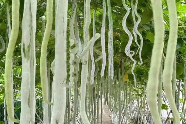 蛇豆的收获时间，花朵枯萎后经过10-15天就可以采收