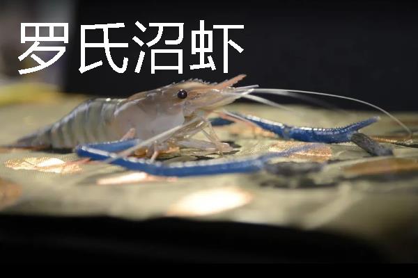 淡水虾和海水虾的区别，生存环境、大小、外壳等方面均不同