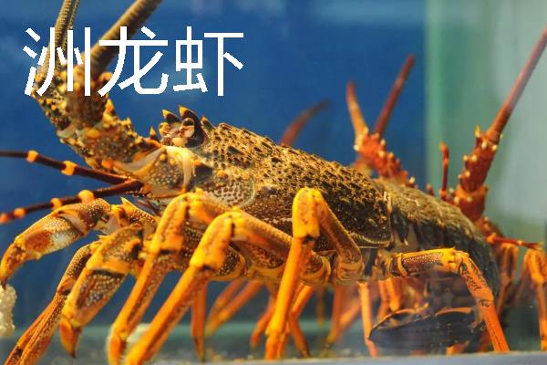 淡水虾和海水虾的区别，生存环境、大小、外壳等方面均不同