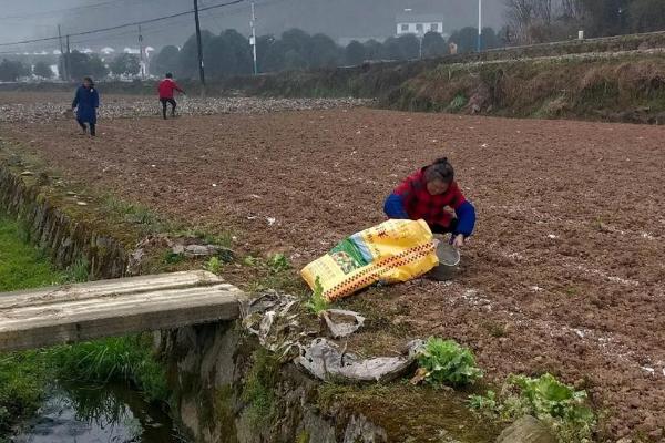 黄豆施什么肥可提高产量，基肥以有机肥为主