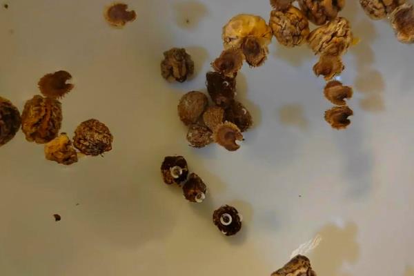 蛇豆的收获时间，花朵枯萎后经过10-15天就可以采收
