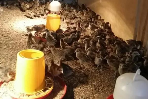养小鸡怎么养，破壳二十四小时内喂食开水