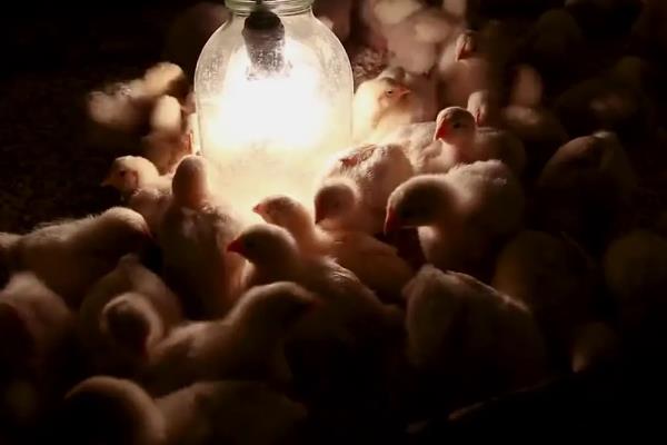 养小鸡怎么养，破壳二十四小时内喂食开水