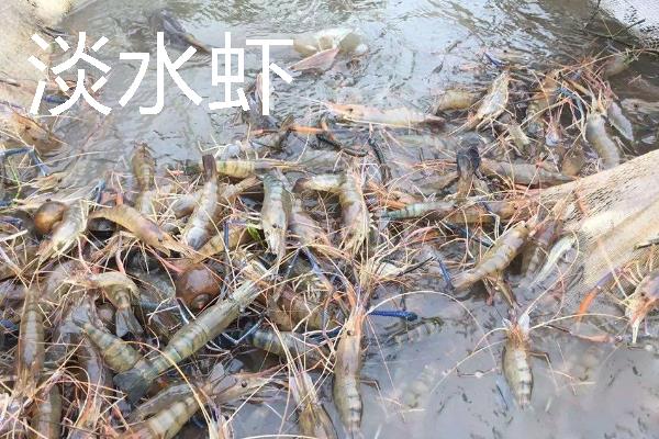 淡水虾和海水虾的区别，生存环境、大小、外壳等方面均不同