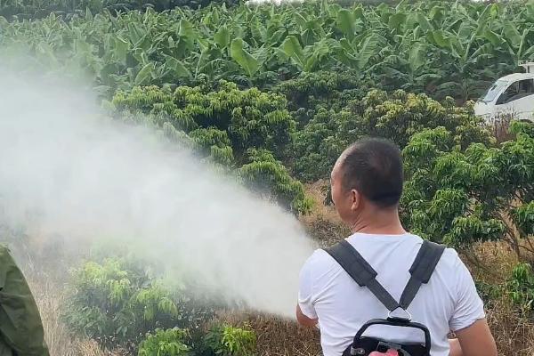 龙眼的管理方法，在3月份疏花可促进结果