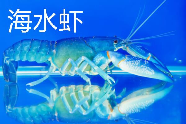 淡水虾和海水虾的区别，生存环境、大小、外壳等方面均不同