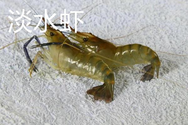 淡水虾和海水虾的区别，生存环境、大小、外壳等方面均不同
