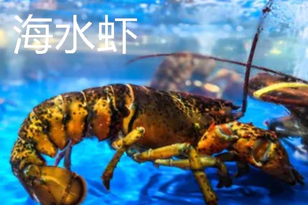 淡水虾和海水虾的区别，生存环境、大小、外壳等方面均不同